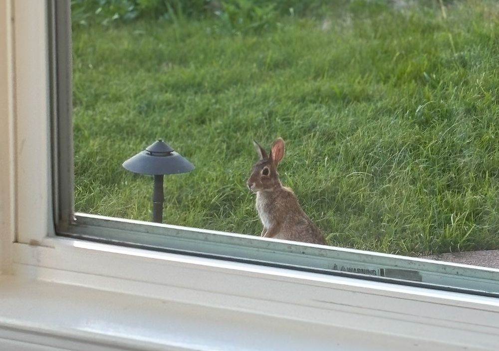 春は うさぎ の季節 3 Guests in the garden