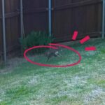 Springtime with Rabbits