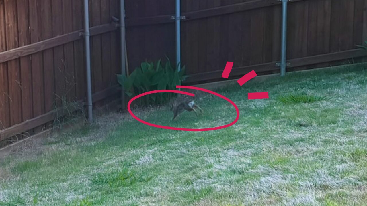 春は うさぎ の季節 1 Springtime with Rabbits