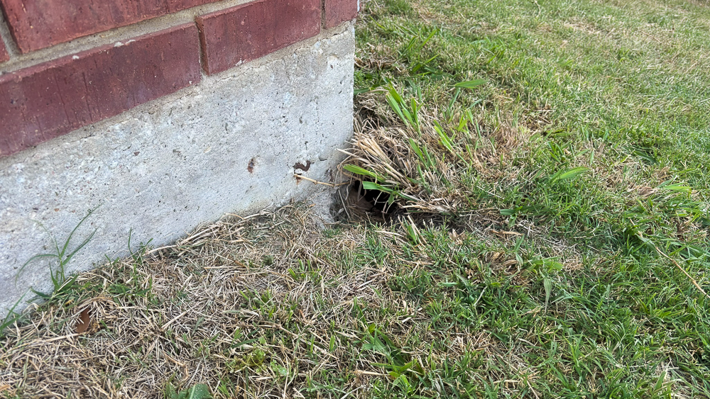 春は うさぎ の季節 6 who dug this?