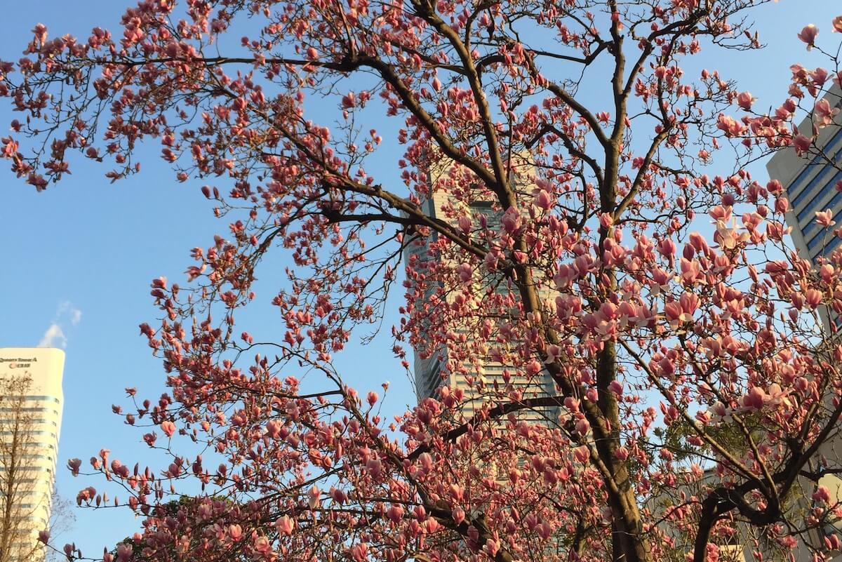 さらに大きくなって帰ってきました gocha と maze のごちゃまぜブログ